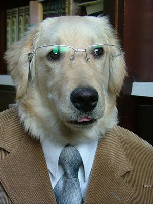 SeriousDog.jpg